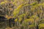 Bald Cypress tree draped in Spanish moss with fall colors Caddo Lake State Park-Uncertain-Texas Art Print